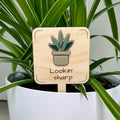 Lookin' Sharp maple wood plant stake with green acrylic snake plant in a white pot